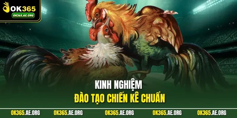 Kinh nghiệm đào tạo chiến kê chuẩn