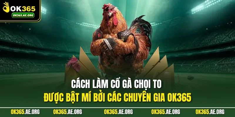 cách làm cổ gà chọi to cần đặt sức khỏe